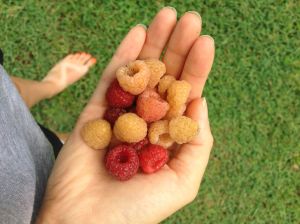 Queen Anne yellow and Latham red raspberries