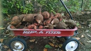 Part of our sweet potato harvest